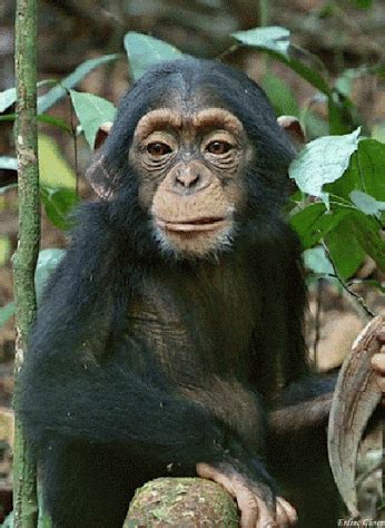 60 Free GIFs of Funny Monkey .